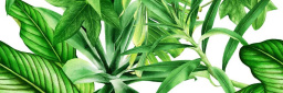 Фото плитки CERAMIKA COLOR PREMIUM GARDEN TROPIC C ДЕКОР 25X75X0,9 из коллекции CERAMIKA COLOR PREMIUM 