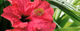 Фото плитки CER-ROL IMPERIA HIBISKUS 1 CENTRO POL 20X50 из коллекции CER-ROL IMPERIA 