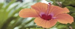 Фото плитки CER-ROL IMPERIA FLORA CENTRO POL 20X50 из коллекции CER-ROL IMPERIA 