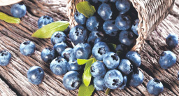 Фото плитки LASSELSBERGER RAKO WHITE HOUSE BLUEBERRY 29,8Х59,8 из коллекции LASSELSBERGER RAKO WHITE HOUSE 