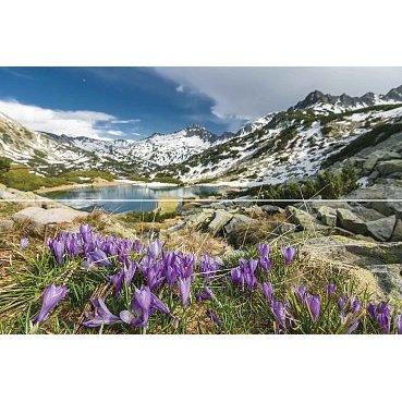 Фото плитки HALCON CROCUSES 60x90 из коллекции HALCON BLANCO 