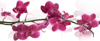 CER-ROL PORTO ORCHIS CENTRO POL 25X60