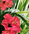 Фото плитки CER-ROL IMPERIA HIBISKUS KOMPLET 3 POL 20X50 из коллекции CER-ROL IMPERIA 