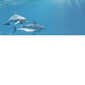 CER-ROL PORTO DOLFIN 1 CENTRO POL 25X60