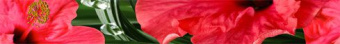 CER-ROL IMPERIA HIBISKUS LISTWA POL 6.5X50