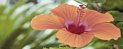 CER-ROL IMPERIA FLORA CENTRO POL 20X50