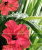 CER-ROL IMPERIA HIBISKUS KOMPLET 3 POL 20X50