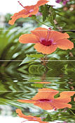 CER-ROL IMPERIA FLORA KOMPLET 4 POL 20X50