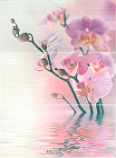 NOVOGRES DENNIS DEC CAPRI-3 27X60